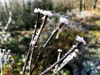 Shaded branch with pieces of ice and snow.