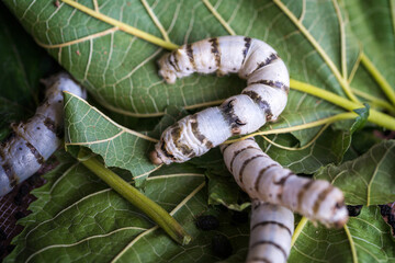 Craftsmen of Thai Silk. Raising silkworm cocoon combined with mulberry leaves to be used for...