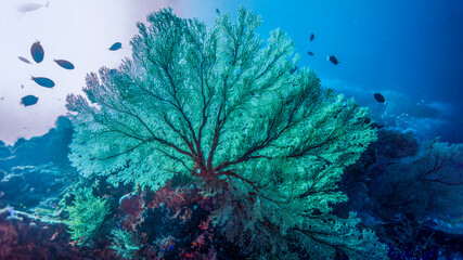Fototapeta na wymiar The white light of dawn illuminates the delicate coral fan. Tubbataha Reef (Philipppines)