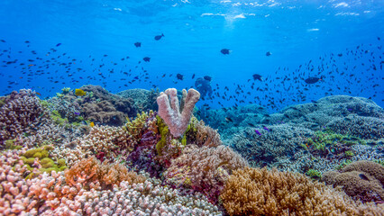 The reef spreads color and life for you. Tubbataha Reef (Philippines)