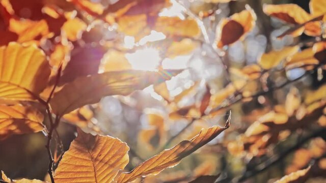 Sun pushing through a leaves