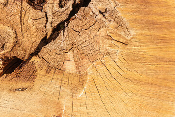 A cut tree trunk with beautiful wood grain as a background