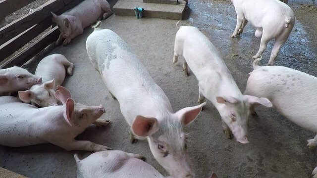 Many white pig farms are excited when seeing the camera. And ran, he came to explore with doubt