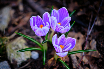Flowers of blooming purple crocuses. Selective focus.