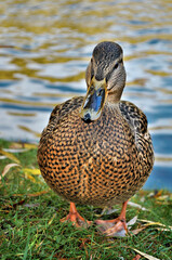 duck © jholy