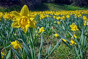 Fototapeta premium Gelbe Narzissen ( Narcissus pseudonarcissus ), auch Osterglocke oder Osterglöckchen.