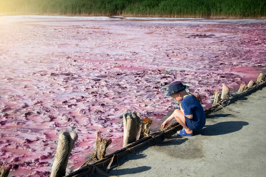 View of the pink Lemur Lake on the Arabat Spit in Ukraine. Unique pond with Dunaliella Salina algae, salt crystals and healing mud. Dead Sea analogue