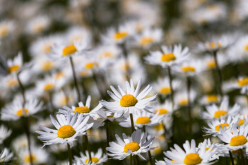 Daisy time. Daisies in the meadow and close-up