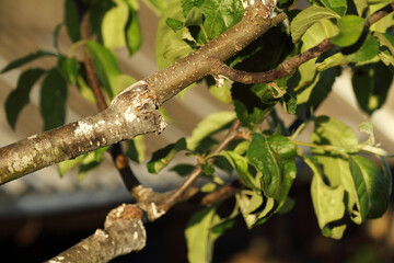 stalk overgrown with cambium, grafted on a branch of an apple tree last spring. Successful grafting fruit tree