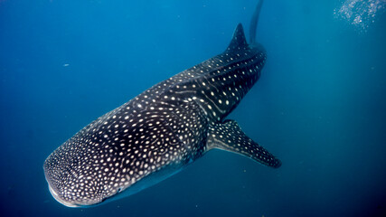 The great whale shark swimming in the blue. Tofo. Mozambique. © izenkai