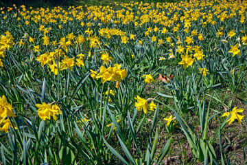 Gelbe Narzissen ( Narcissus pseudonarcissus ), auch Osterglocke oder Osterglöckchen.