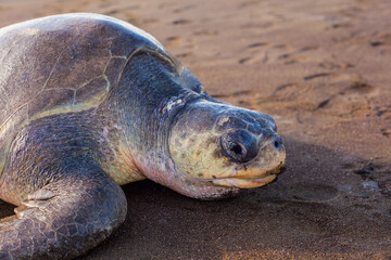 Olive turtle (Pacific coast of Guanacaste) on the Ostional beach during the ocean sunset,