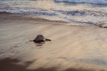 Olive turtle (Pacific coast of Guanacaste) on the Ostional beach during the ocean sunset,