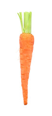 carrot isolated on white background