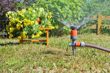 Watering flowers and plants by the garden hose with sprinkler. 