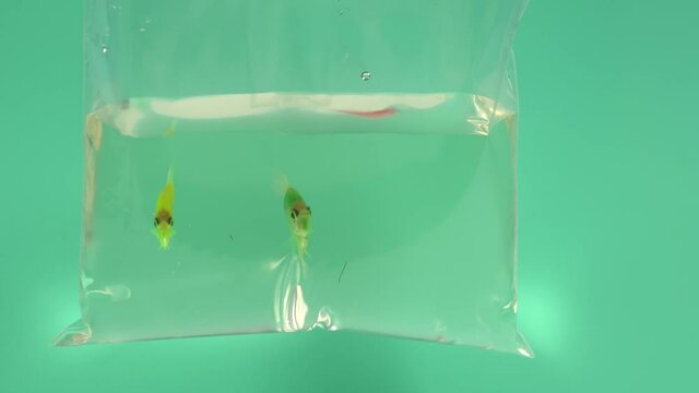 Closeup view 4k video footage of three bright colorful glo fish in transparent package just bought in pet shop. Two green and yellow ternetzi fish and one pink danio. Person holds pack in hand.