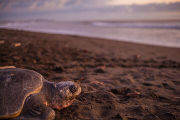 Olive turtle (Pacific coast of Guanacaste) on the Ostional beach during the ocean sunset,