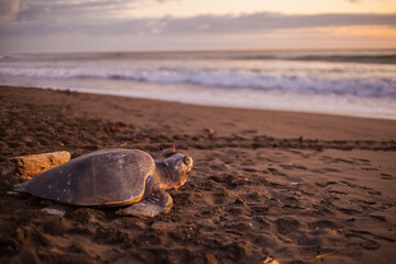Fototapeta na wymiar Olive turtle (Pacific coast of Guanacaste) on the Ostional beach during the ocean sunset,