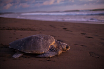 Olive turtle (Pacific coast of Guanacaste) on the Ostional beach during the ocean sunset,