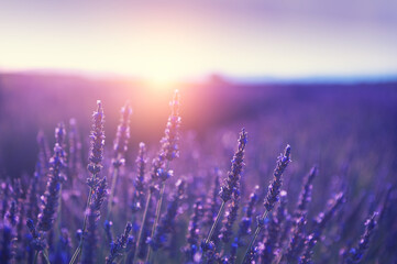 Lavender flowers at sunset in Provence, France. Macro image, shallow depth of field. Beautiful flower background