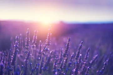 Foto auf Acrylglas Lavender flowers at sunset in Provence, France. Macro image, shallow depth of field. Beautiful flower background © smallredgirl