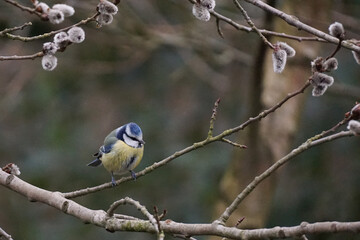 Blaumeise