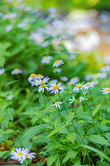 daisies in the meadow