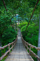 bridge in the forest fukui japan 