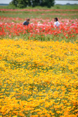 ポピー畑