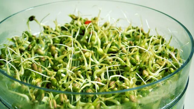 4k: Home growing fresh mung bean sprouts for healthy vegan food.