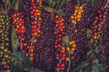 Texture of coffee beans and coffee berries.