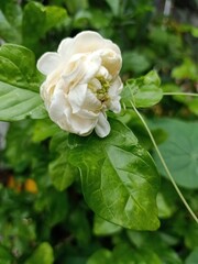white rose in garden