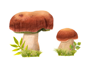 A group of hand-drawn watercolor ceps with grass. Edible mushrooms with a brown hat and a white stipe with green herbs. Wild forest boletus porcini isolated on white. Suitable for logo, menu, textile 