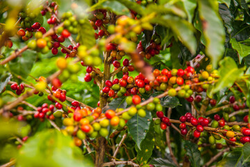 Ripening coffee beans on a coffee tree in Costa Rica.