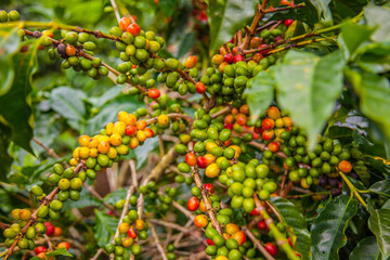Ripening coffee beans on a coffee tree in Costa Rica.