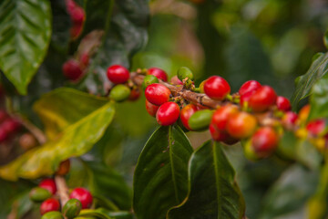 Ripening coffee beans on a coffee tree in Costa Rica.