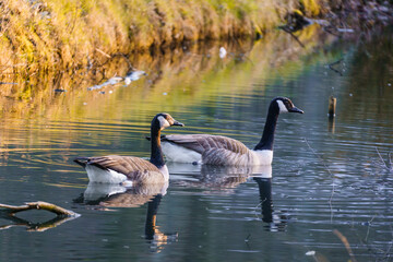 Kanadagänse auf dem Weiher
