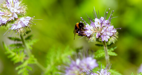 Bumblebee pollinates purple flowers on a green blurred background