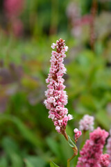Fleece flower