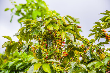 Ripening coffee beans on a coffee tree in Costa Rica.