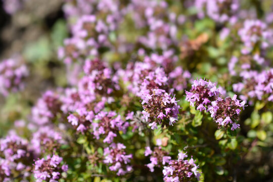 Larger wild thyme