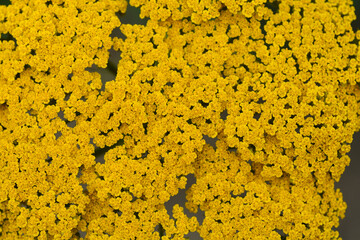 Gold plate yarrow