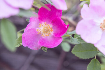 A rosehip (Rosa canina) flower with green leaves on a blurry multifocus background.