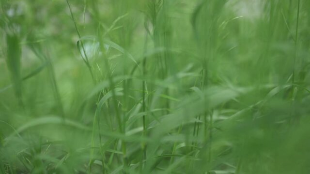 Camera moving through green grass. Slow motion.