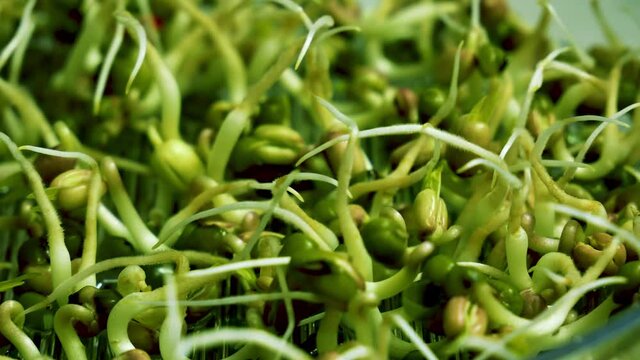 4k: Home growing fresh mung bean sprouts for healthy vegan food.