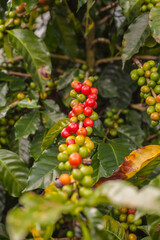 Ripening coffee beans on a coffee tree in Costa Rica.