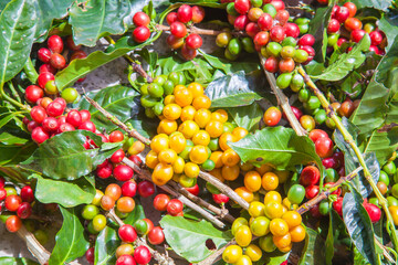 Ripening coffee beans on a coffee tree in Costa Rica.