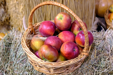 Ripe red apples in wicker basket on a hay.