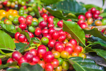 Ripening coffee beans on a coffee tree in Costa Rica.