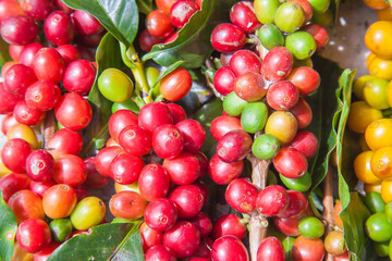 Ripening coffee beans on a coffee tree in Costa Rica.